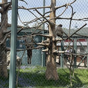 Lar Gibbons (5/2/21)