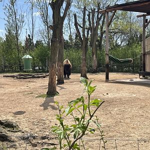 American Bison Exhibit (5/2/21)