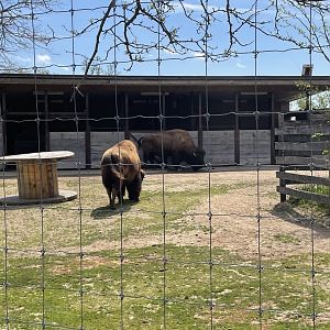 American Bison Exhibit (5/2/21)