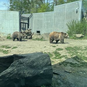Grizzly Bears (5/2/21)