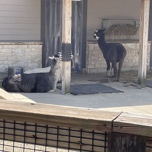 Alpacas (5/2/21)