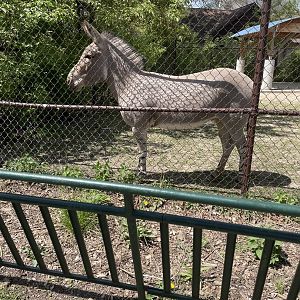 Somali Wild Ass (5/2/21)