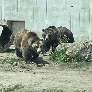 Grizzly Bears (5/2/21)