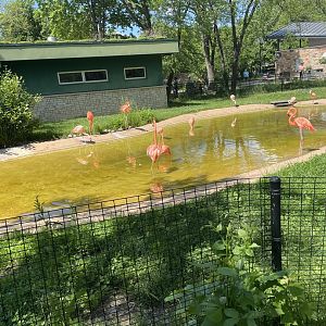 Flamingo Exhibit (5/26/21)