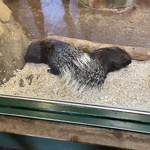 Indian Crested Porcupines (5/26/21)