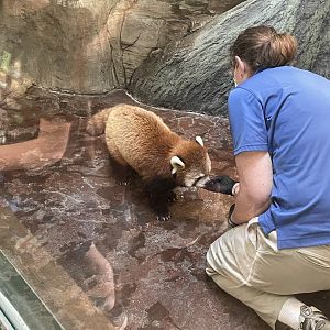 Red Panda Birthday (5/26/21)