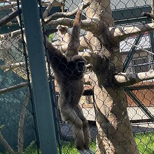 Lar Gibbon (5/26/21)