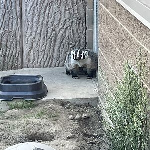 American Badger (5/26/21)