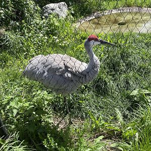 Sandhill Crane (5/26/21)