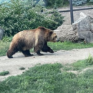 Grizzly Bear (5/26/21)
