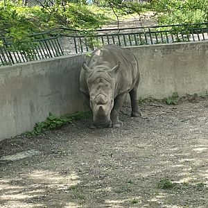 Southern White Rhinoceros (5/26/21)