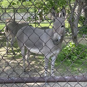 Somali Wild Ass (5/26/21)