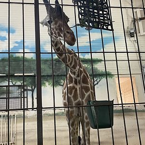 Generic Giraffe (5/26/21)