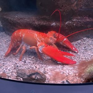 Lobster (8/14/21)