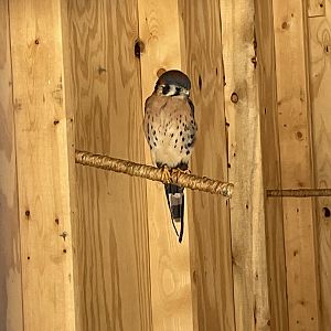 American Kestrel (8/14/21)
