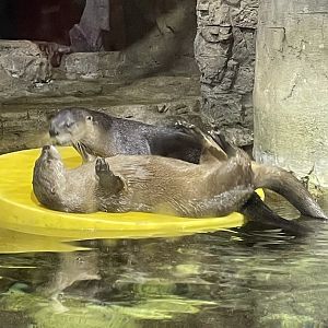 North American River Otters (8/14/21)
