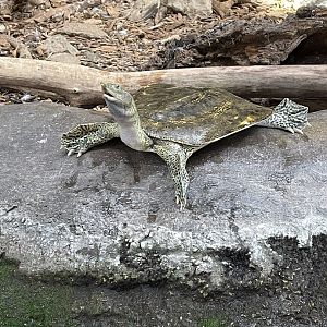 Softshell Turtle (8/14/21)