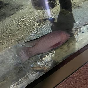 Albino Tilapia (8/14/21)
