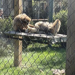 Lar Gibbons (10/16/21)