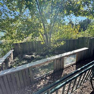 Box Turtle Exhibit (10/16/21)