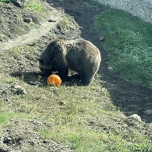 Grizzly Bear (10/16/21)