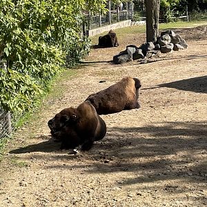 American Bison (10/16/21)