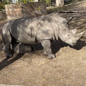 Southern White Rhinoceros (10/30/21)
