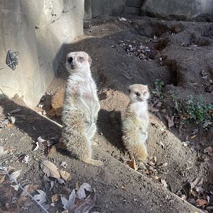 Meerkats (10/30/21)