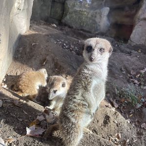 Meerkats (10/30/21)