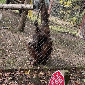 Bornean Orangutan (10/30/21)