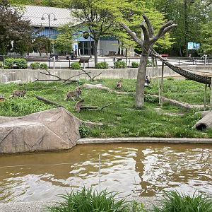 Japanese Macauques (5/23/22)