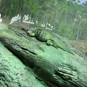 Grand Cayman Blue Iguana (5/23/22)