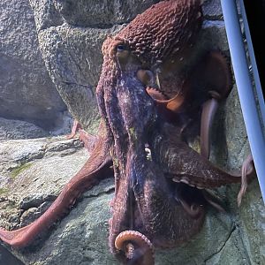 Giant Pacific Octopus (5/23/22)