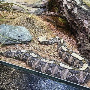 Gaboon Viper (5/23/22)