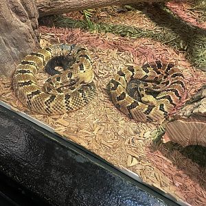 Timber Rattlesnakes (5/23/22)