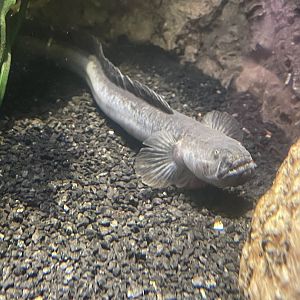 Dragon Goby (5/23/22)