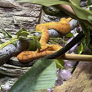 Eyelash Viper (5/23/22)