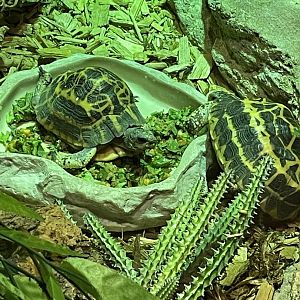 Spider Tortoises (5/23/22)
