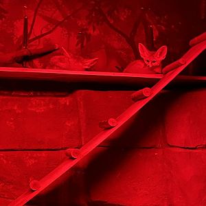 Fennec Foxes (5/23/22)