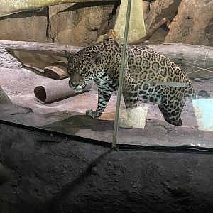 Jaguar (5/23/22)