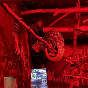 Brazilian Porcupines (5/23/22)