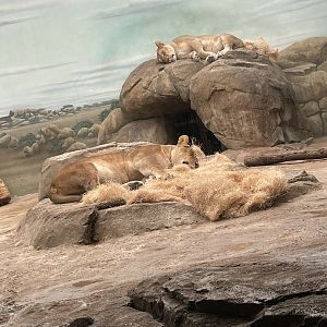 African Lionesses (5/23/22)