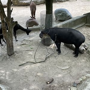Baird’s Tapir and Alpacas (5/23/22)