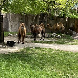 Bactrian Camels (5/23/22)