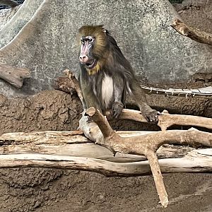 Mandrill (5/23/22)