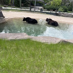 Domestic Yaks (5/23/22)