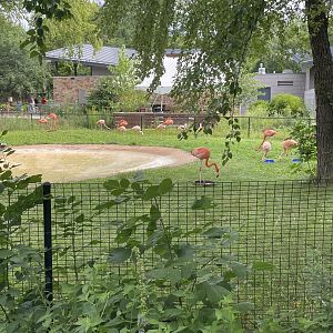 Flamingo Exhibit (8/19/22)