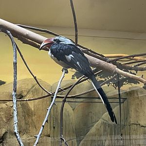 Von der Decken’s Hornbill (8/19/22)