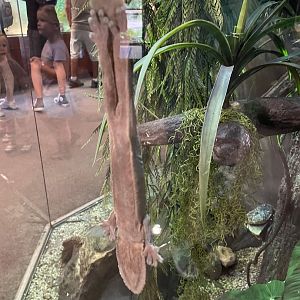 Henkel’s Leaf-Tailed Gecko (8/19/22)