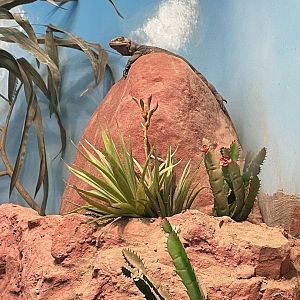 Common Chuckwalla (8/19/22)